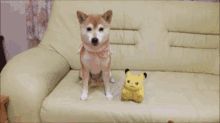 Dog Doggo GIF - Dog Doggo Shiba Inu GIFs