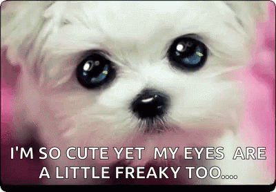 Puppy Cute GIF - Puppy Cute Eyes - Discover & Share GIFs