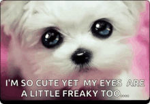 Puppy Cute GIF - Puppy Cute Eyes GIFs