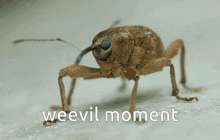Weevil Weevil Moment GIF