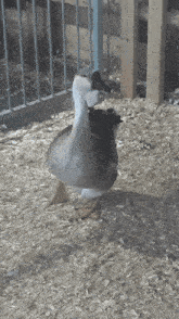 Goose Domestic Swan Goose GIF - Goose Domestic Swan Goose Animals GIFs