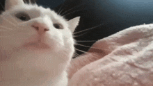 Cat Jamming Meme GIF - Cat Jamming Cat Meme GIFs