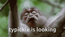 Typickle Is Looking Typickle GIF - Typickle Is Looking Typickle Monkey Typickle GIFs