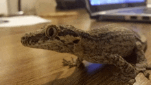 Gargoyle Gecko GIF - Gargoyle Gecko GIFs