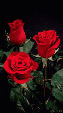 Roses Red GIF - Roses Red GIFs