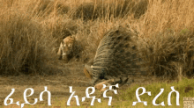 ethiopia abiy lion amharic peacock