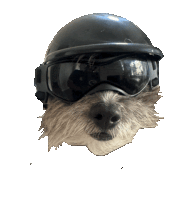 a small dog wearing a helmet and goggles