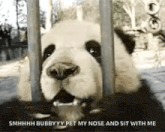 a panda bear is behind a fence with its mouth open and its nose sticking out .