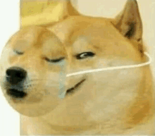 Two Faced Doge GIF - Two Faced Doge GIFs