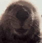 a close up of a sea otter 's face with a blurred background