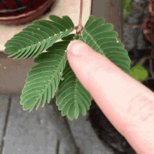 Mimosa Pudica Shameplant GIF