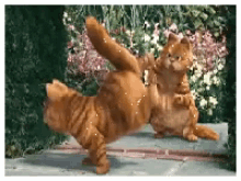 Garfield Spin GIF - Garfield Spin Dance GIFs
