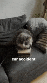 Cat Car Accident GIF
