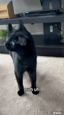 Nuh Uh Cat GIF - Nuh Uh Cat Silly GIFs