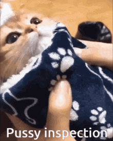 Pussy Inspection GIF - Pussy Inspection Cat GIFs