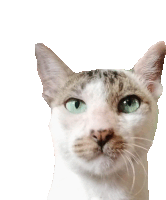 Kucing Datar Sticker - Kucing Datar Stickers
