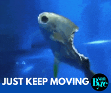 Just Keep Moving Vanbyte GIF - Just Keep Moving Vanbyte Fishybites GIFs