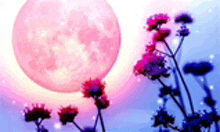 a pink full moon is behind some purple flowers .