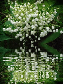 Lilyofthevalley Flowers GIF