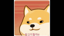 a picture of a dog with a foreign language behind it