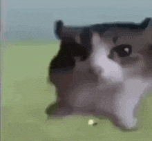 a black and white cat is laying down on a green field .
