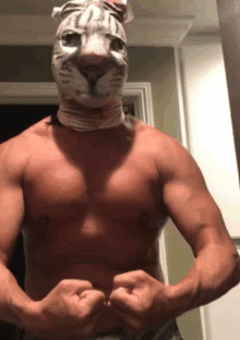 Muscle Kitty GIF