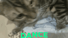 Katdance GIF - Katdance GIFs