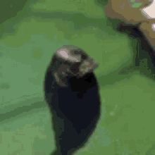 Seal Spinning GIF