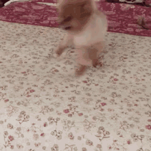 Bandit Dancing GIF - Bandit Dancing Pomeranian GIFs