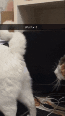 a picture of a cat with a caption that says " wait to it "