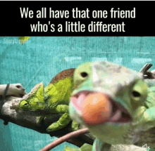 We All Have That One Friend Whos A Little Different Friend GIF - We All Have That One Friend Whos A Little Different Friend Different GIFs