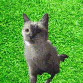 a cat is standing on its hind legs on a lush green field