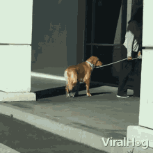Dog Reluctant To Go In Viralhog GIF - Dog Reluctant To Go In Viralhog Dog Refuses To Enter GIFs