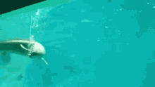 Dolphin Rings GIF - Dolphin Rings Blow GIFs
