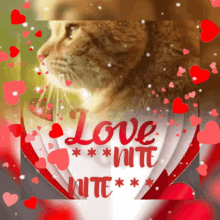 Cat Love GIF - Cat Love Heart GIFs