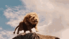 Lion Roar GIF - Lion Roar Cliff GIFs