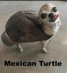 Dog Mexican Turtle GIF - Dog Mexican Turtle Chihuahua GIFs