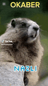 a ground squirrel is sitting on a rock and has the name nazli on it