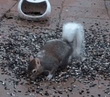 Squirrel Wildlifecam GIF