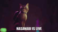 Hasanabi Is Live Cat Stray Hasanabi GIF - Hasanabi Is Live Cat Stray Hasanabi Hascord GIFs