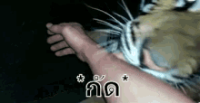 กัดแขน งับแขน เสือ GIF - Biting Arm Bite Arm Tiger GIFs