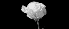 You Are Pure Love A Rose For You GIF - You Are Pure Love A Rose For You Spirit Rose GIFs