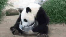 Funny Animals Pandas GIF - Funny Animals Pandas Hungry GIFs