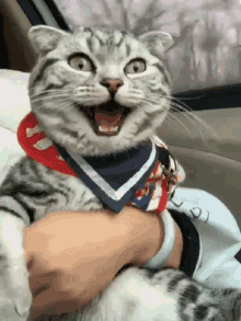 Cat Funny Cat GIF - Cat Funny Cat Laugh GIFs