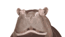 hippo hippopotamus telus