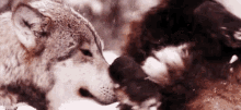 Puppy Cuddles GIF - Wolf Puppy Dog GIFs
