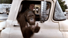 a man driving a truck with a monkey sticking its head out the window