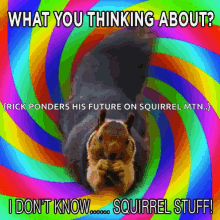 Squirrels I Dont Know GIF - Squirrels I Dont Know GIFs