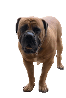 Boerboel Dog Dog Sticker - Boerboel Dog Dog Rhodesian Ridgeback Dog Stickers
