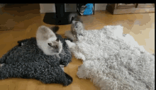 Cat Fighting GIF - Cat Fighting Kung GIFs